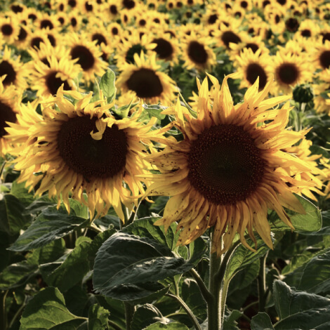 Solo aceite de girasol