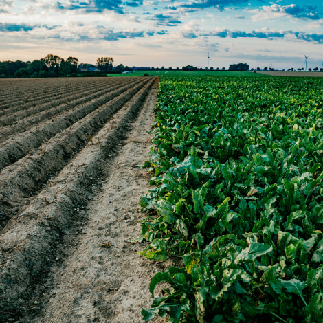 Compromiso con la agricultura regenerativa